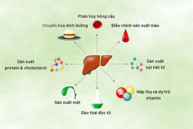 chức năng của gan